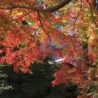 修善寺の写真・動画_image_462849