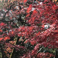 兼六園の写真・動画_image_463084