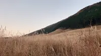 仙石原高原の写真・動画_image_463718