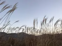 仙石原高原の写真・動画_image_463728