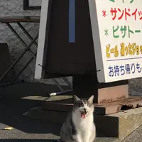 鍋田浜の写真・動画_image_475728