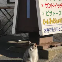 鍋田浜の写真・動画_image_475729