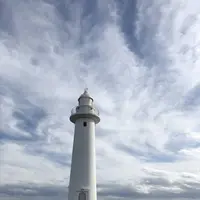 爪木崎の水仙の写真・動画_image_475758