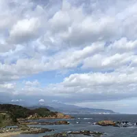 爪木崎の水仙の写真・動画_image_475760