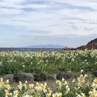 爪木崎の水仙の写真・動画_image_475762