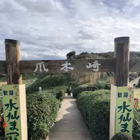 爪木崎の水仙の写真・動画_image_475764