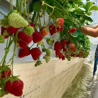 長島農園 - いちご狩りの写真・動画_image_477623