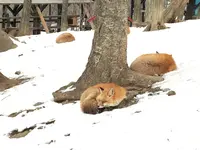 宮城蔵王キツネ村の写真・動画_image_483910