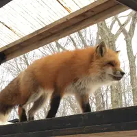 宮城蔵王キツネ村の写真・動画_image_483911