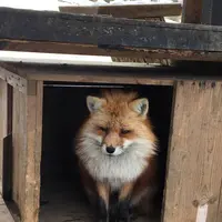 宮城蔵王キツネ村の写真・動画_image_483912