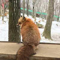 宮城蔵王キツネ村の写真・動画_image_483913