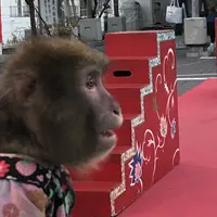 神田明神の写真・動画_image_484441