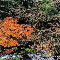 庄助の宿 瀧の湯の写真・動画_image_485342