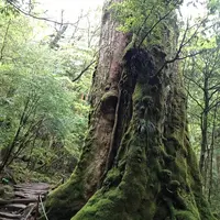 白谷雲水峡の写真・動画_image_486489