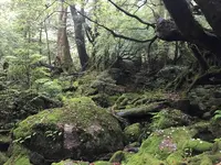 白谷雲水峡の写真・動画_image_486490