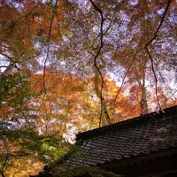 中尊寺の写真・動画_image_486889