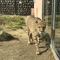 広島市安佐動物公園の写真・動画_image_487542