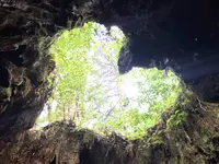 屋久杉の写真・動画_image_487957