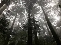 屋久杉の写真・動画_image_487958