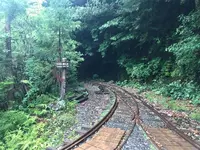 屋久杉の写真・動画_image_487961