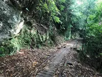 屋久杉の写真・動画_image_487962