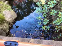 千葉神社の写真・動画_image_489651