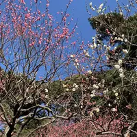 熱海梅園の写真・動画_image_490408