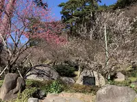 熱海梅園の写真・動画_image_490410