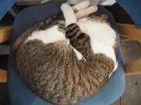 ウミネコ商店の写真・動画_image_490422
