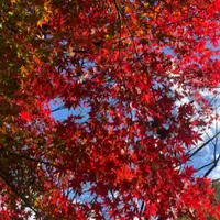 清州城の写真・動画_image_496297