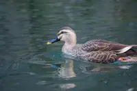猊鼻渓の写真・動画_image_498647