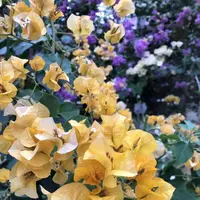 嬉野温泉の写真・動画_image_502650