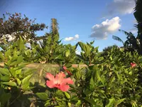 安富祖の写真・動画_image_503914