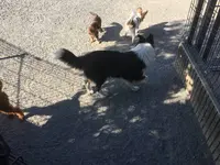 世界の名犬牧場の写真・動画_image_505185