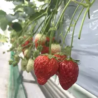 石和いちご館青柳の写真・動画_image_507964