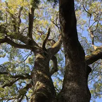 伊弉諾神宮の写真・動画_image_511244