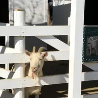 のじまスコーラの写真・動画_image_511250
