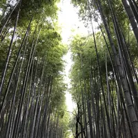 京都の写真・動画_image_513570