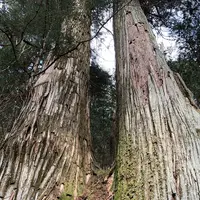 滝尾神社の写真・動画_image_518967