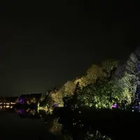 チームラボ  森と湖の光の祭の写真・動画_image_519322