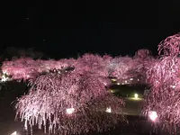 鈴鹿の森庭園の写真・動画_image_521568