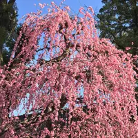 北野天満宮の写真・動画_image_525847