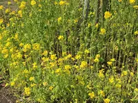 芝公園の写真・動画_image_528727