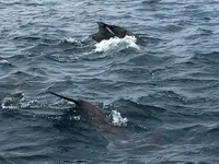 かづさイルカウオッチングの写真・動画_image_533120
