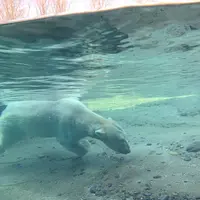 豊橋総合動植物公園 (のんほいパーク)の写真・動画_image_533581
