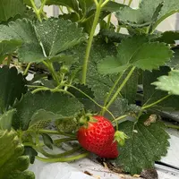 いちご狩り Mama's Berryの写真・動画_image_534995