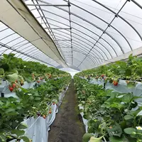 いちご狩り Mama's Berryの写真・動画_image_534997