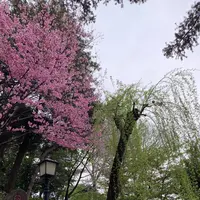 駒込富士神社の写真・動画_image_542087