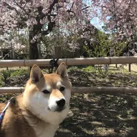 手児奈霊神堂の写真・動画_image_542770