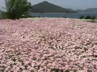 フラワーパーク浦島の写真・動画_image_544138